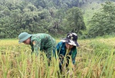 Cán bộ, chiến sỹ Đồn Biên phòng Tam Hợp giúp người dân vùng biên gặt lúa