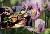 Người phụ nữ Trung Quốc trồng 900 cây thuốc phiện ở chung cư để ăn lẩu