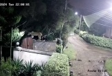 Video khoảnh khắc đáng sợ khi sư tử nhảy vào vườn bắt trộm thú cưng