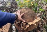 Vụ Chặt cây gỗ tự nhiên ở Nghệ An: Xử phạt hai đối tượng phá rừng