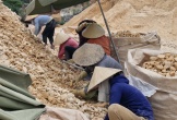 Nghệ An: Báo động thực trạng lao động tại các cơ sở chế biến đá