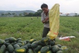 Nghệ An: Nâng giá trị nông sản từ liên kết tiêu thụ sản phẩm