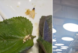 Xôn xao hình ảnh ổ trứng côn trùng trong món ăn của chuỗi buffet nổi tiếng, dân mạng ùa vào 