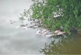 Trích xuất camera tìm thủ phạm vứt 20 con lợn chết xuống sông ở Hà Tĩnh
