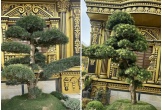 Vườn bonsai khủng trong tòa lâu đài 100 tỷ của đại gia 'đồng nát'