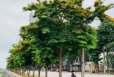 Nghệ An: Hơn 211 tỷ đồng thực hiện 114 dự án cây xanh