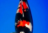 Con cá Koi “độc nhất vô nhị” của 8x xứ Huế được định giá trên 1 tỷ đồng
