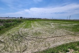 Nắng hạn, nhiều diện tích lúa có nguy cơ bị chết khô