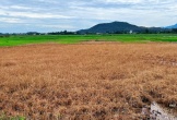 Nông dân được đền bù sau vụ ruộng lúa nhiễm dầu