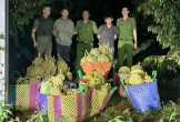 Hai thanh niên mang cả ô tô đi trộm cắp 500 kg sầu riêng
