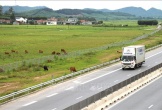 Xử lý việc người dân tháo dỡ rào ngăn cách cao tốc Diễn Châu - Bãi Vọt, biến thành khu chăn thả gia súc