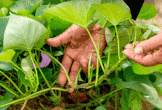 Loại rau Việt Nam từng coi là phế phẩm nuôi lợn, ‘bỗng’ trở thành mặt hàng nhiều nước muốn mua, thu về tiền đô