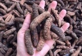 Loại quả xưa rụng đầy gốc nay thành đặc sản dân phố săn lùng, 150.000 đồng/kg