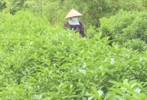 Loại lá rẻ như cho của Việt Nam nay đắt đỏ khi “xuất ngoại”: Âu, Mỹ nhập về chuyên dùng cho ẩm thực cao cấp