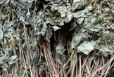 Loại lá đắt đỏ bậc nhất thế giới, chỉ có duy nhất ở Việt Nam, giá tới 150 triệu đồng/kg