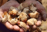Loài sâu bề ngoài nhìn 