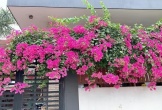 5 loại cây lười chăm sóc vẫn ra hoa kín cành