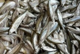 Loại cá trước cho lợn ăn, nay thành đặc sản 300.000 đồng/kg