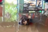 Thực hư vụ 'chủ vội chạy lũ quên tháo xích cho chó cưng'