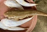 Loại cá 
