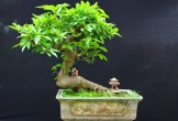 Loại cây là biểu tượng của sự may mắn, sung túc: Từ gốc tới ngọn đều được dùng làm thuốc quý