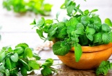 Khám phá công dụng của rau húng và bạc hà