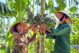 Từ bóng mát sân vườn đến 'mỏ vàng' của nông dân xứ Nghệ