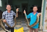 Đang thu hoạch lúa, bất ngờ gặp 2 con trăn 'khủng' nằm giữa ruộng
