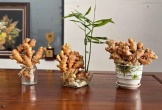 Cách trồng gừng bonsai hút tài lộc vào nhà