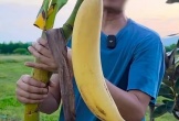 'Tròn mắt' những quả chuối khổng lồ cả nhà ăn không hết