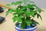 5 loại cây phong thủy hút tài lộc vào nhà 'như nước lũ'
