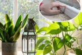 7 loại cây làm sạch không khí, hút ẩm và ngăn nấm mốc sinh sôi trong nhà