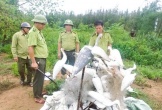 Nghệ An: Nỗ lực xóa bỏ tình trạng bẫy, bắt chim hoang dã ở địa phương ven biển