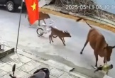 Cháu bé đang đứng chơi trên đường thì bị bò thả rông húc ngã