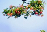 Độc lạ dàn bonsai ngược của 