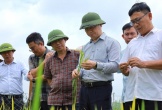 Đánh giá diễn biến sinh trưởng lúa xuân 2025 của Nghệ An
