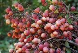 Loại quả xưa rụng đầy không ai biết đến, nay thành đặc sản mùa hè được người thành phố ưa chuộng, hương vị lạ