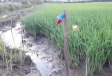 Đang nhậu nổi hứng ra ruộng bắn rắn thì bị điện giật