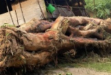 Nghệ An: Lũ quét cuốn trôi 3 nhà dân
