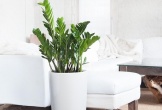 4 cây cảnh đặt phòng khách 