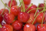 200 kg cherry hảo hạng bị hái trộm ở Nhật Bản