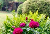 Mê mẩn khu vườn 1.000m2 như cổ tích của ca sĩ Mỹ Lệ