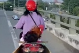 Dân mạng 
