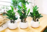3 cây phong thủy để bàn đang được dân công sở săn đón vì “trưng đâu giàu đó”