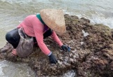 Nông dân Nghệ An vớt 'lộc biển', kiếm nửa triệu mỗi ngày