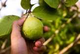 Tác dụng thật sự của lá ổi trong chữa tiểu đường