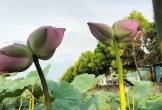 Hoa sen Tịnh Đế bách diệp hồ Tây hiếm thấy ở đầm sen Kim Liên