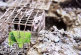 Đặc sản có tên vô cùng lạ, xưa ít người ăn nay dân phố thích mê, 90.000 đồng/kg