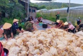 Người dân đến hỗ trợ, giải cứu chủ trại có hơn 10.000 con gà chết ngạt