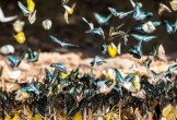 Mỗi năm có tới hơn 700 triệu côn trùng di cư bay qua bầu trời Israel